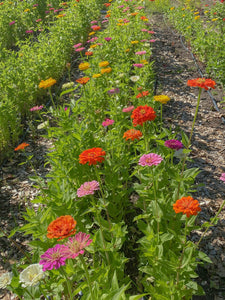 Summer Flower Subscription