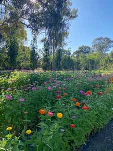 Summer Seed Mix