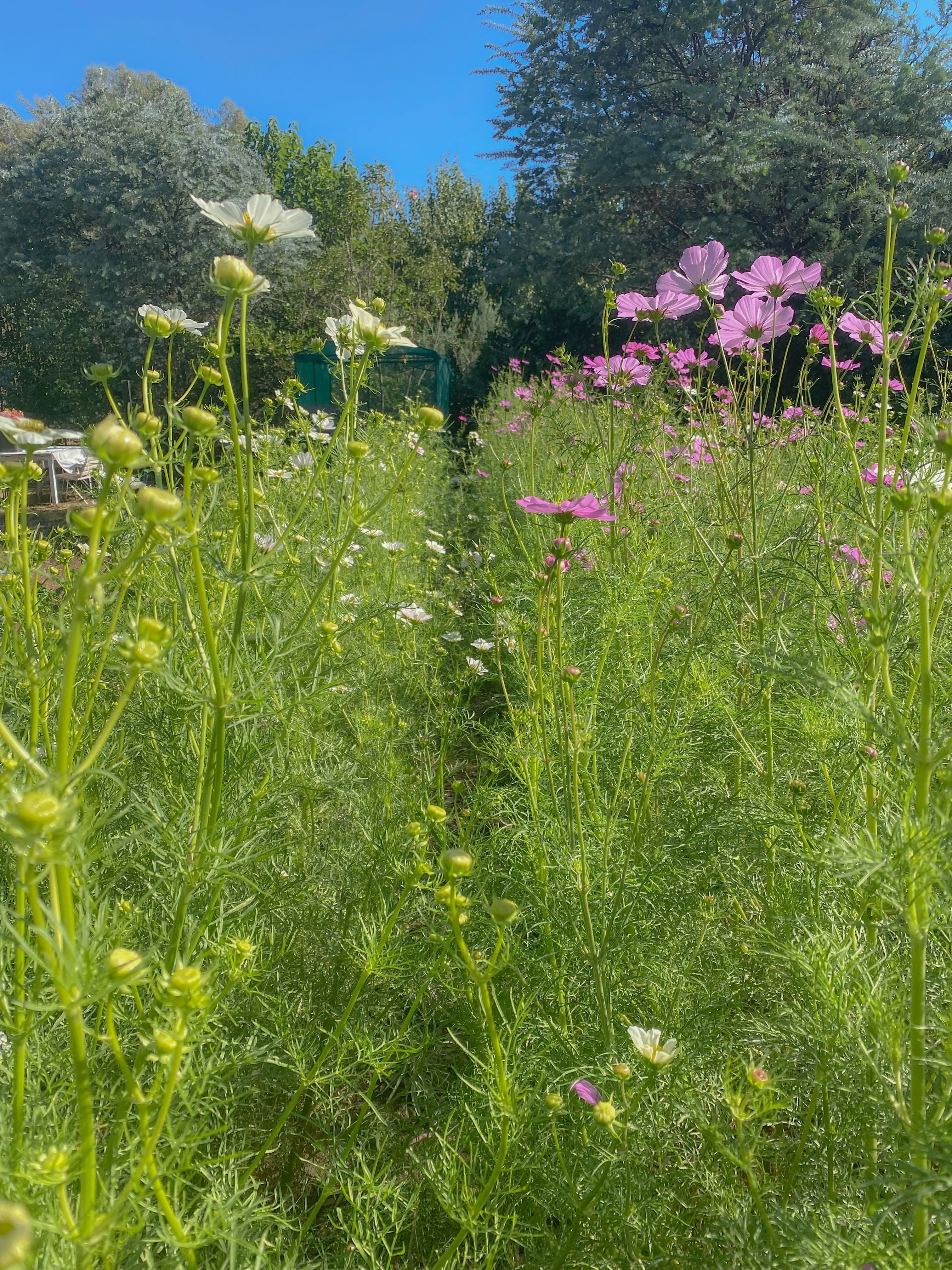 Summer Seed Mix